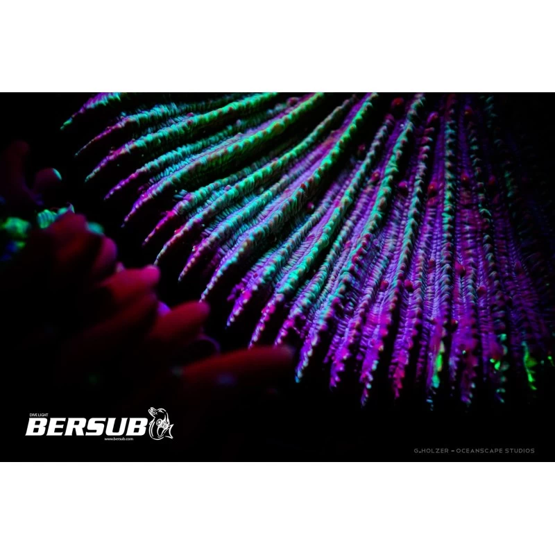 FLUORDIVE Filtre Jaune Pour Masque - Big Blue – Image 3