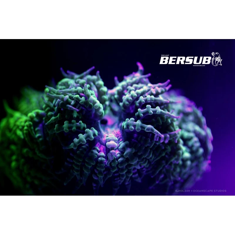 FLUORDIVE Filtre Jaune Pour Masque - Big Blue – Image 4