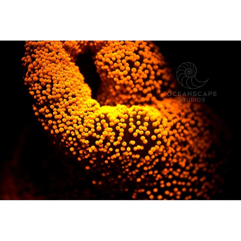 FLUORDIVE Filtre Jaune Pour Masque - Big Blue – Image 5