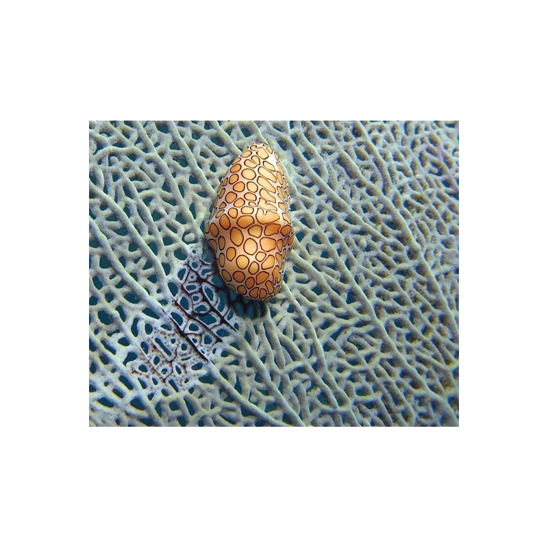 Lentille SUPER MACRO SL571 (Super Macro Close Up Lense) - SEALIFE – Image 4