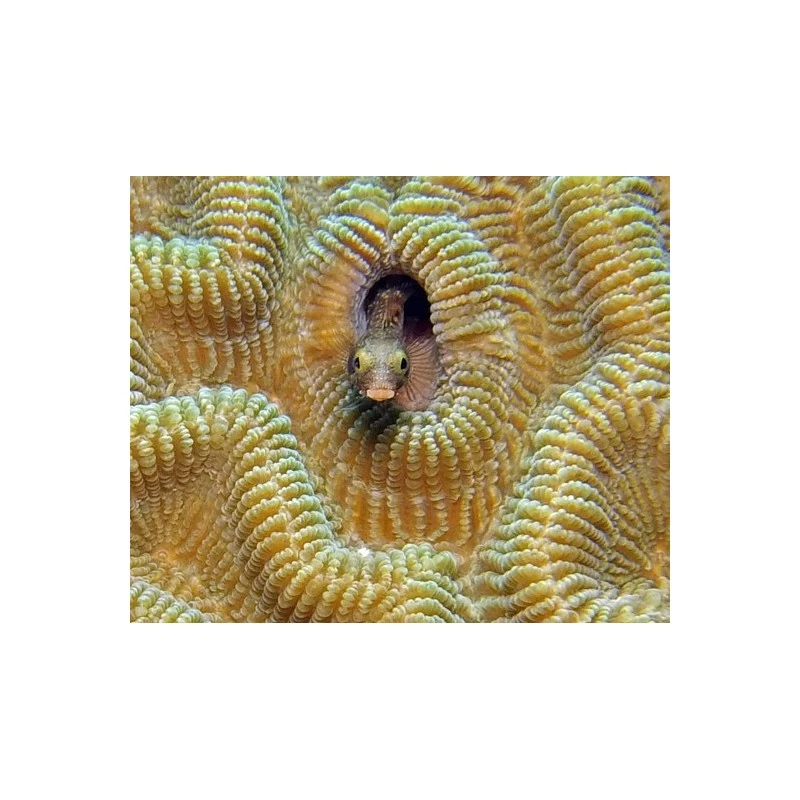 Lentille SUPER MACRO SL571 (Super Macro Close Up Lense) - SEALIFE – Image 5